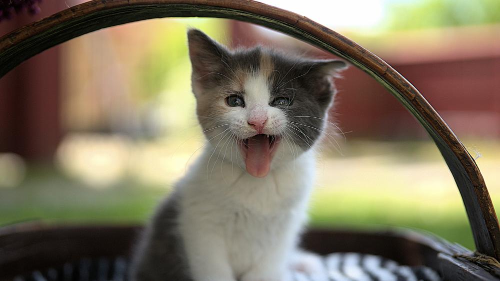 Cheeky Kitten Mid-Meow in a Basket wallpaper