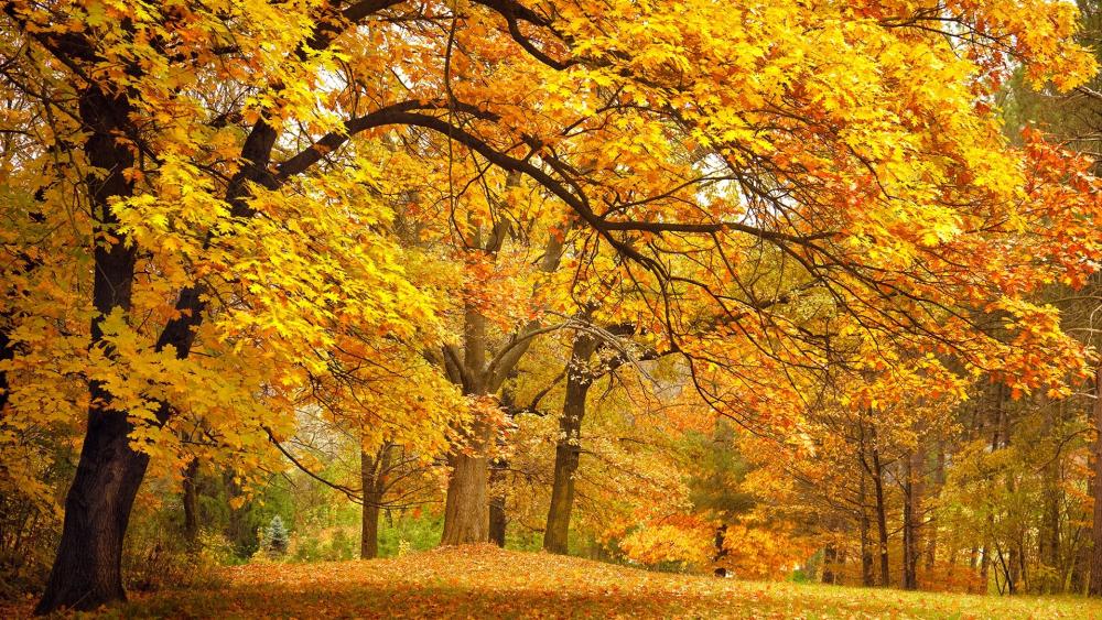 Golden Autumn Canopy wallpaper