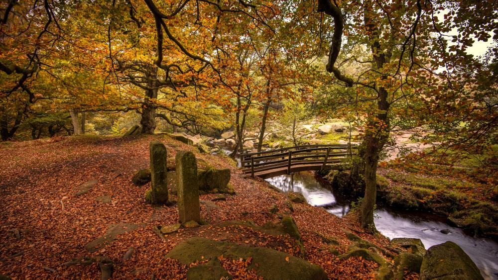 Autumn Serenity in the Forest wallpaper