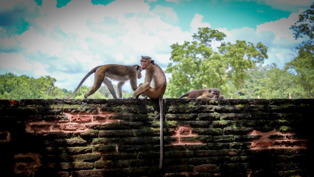 Relaxing Monkeys on the ruins wallpaper