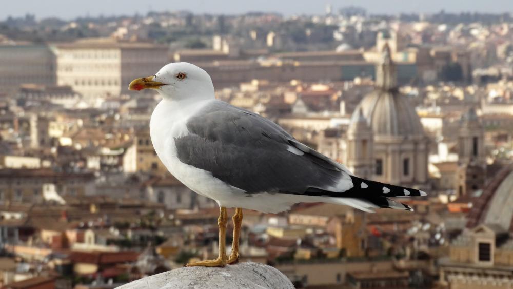 Möwe wallpaper