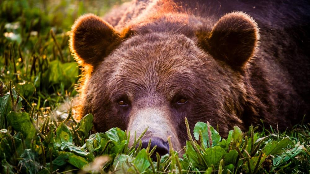 Majestic Bear in Serene Nature Scene wallpaper