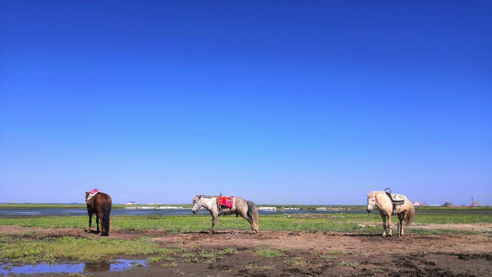 Zhangjiakou's horses should be free wallpaper