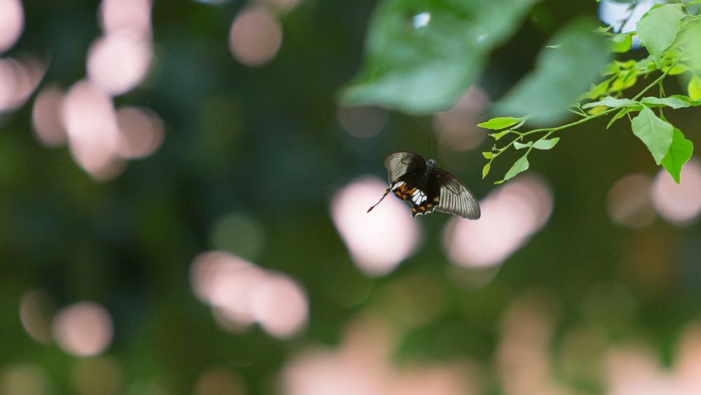 Butterfly in Flight wallpaper