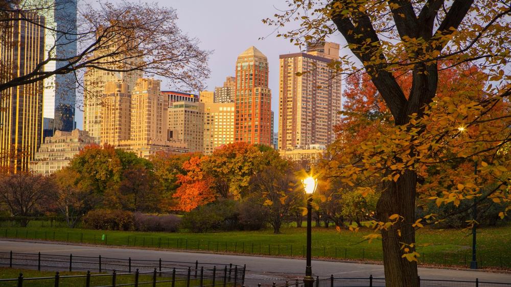 Autumn Serenity in the City wallpaper