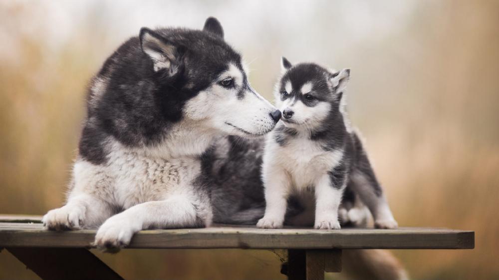 Tender Moment Between Husky Parent and Puppy wallpaper