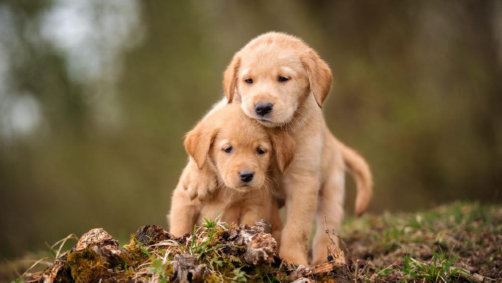 Puppy Pals Explore the Great Outdoors wallpaper