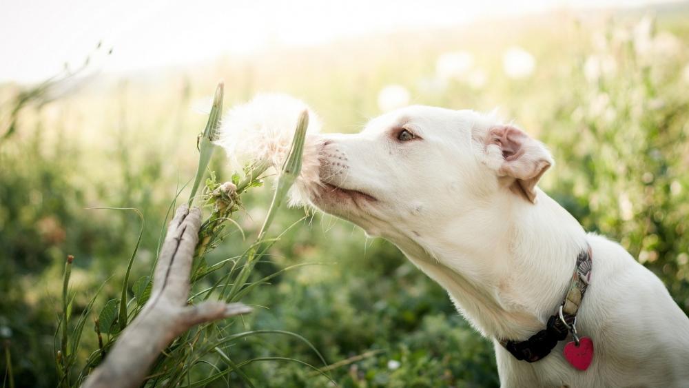 Gentle Moments with a Playful Pup wallpaper