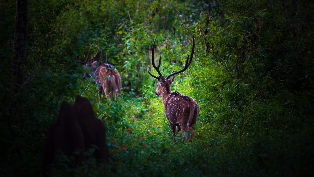 Chital/ Cheetal also known as Spotted deer/ Axis deer wallpaper