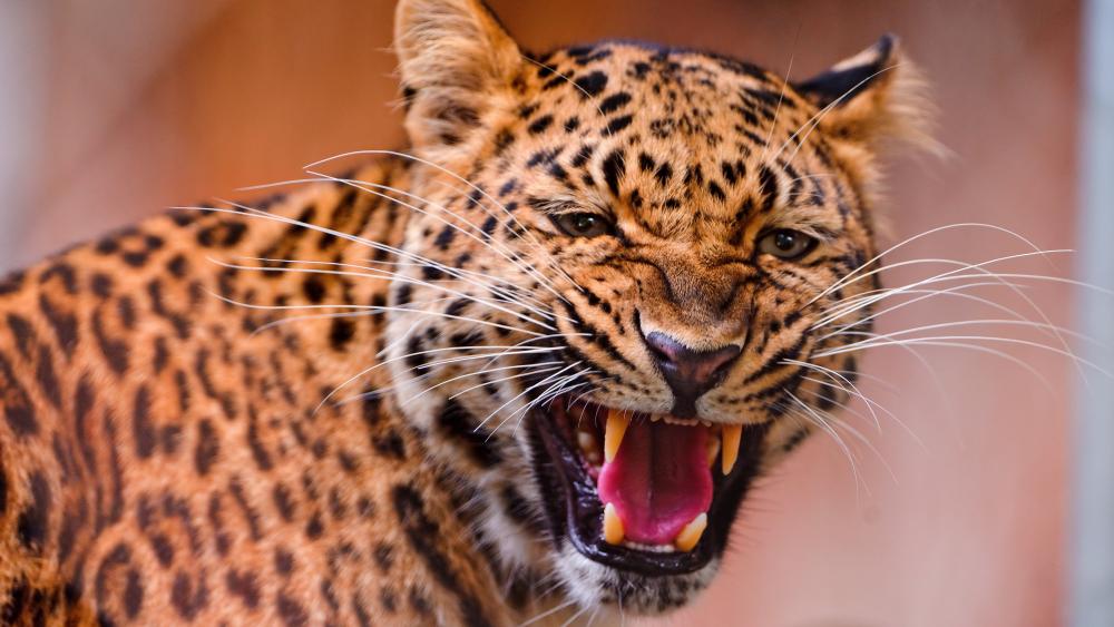 Majestic Leopard in Action wallpaper