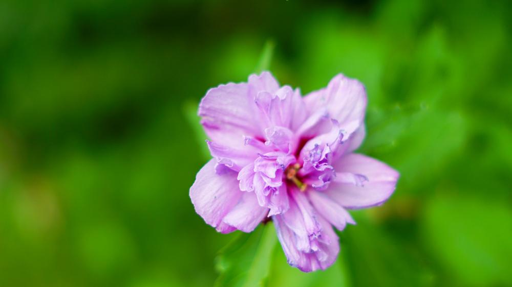 Purple Flower wallpaper