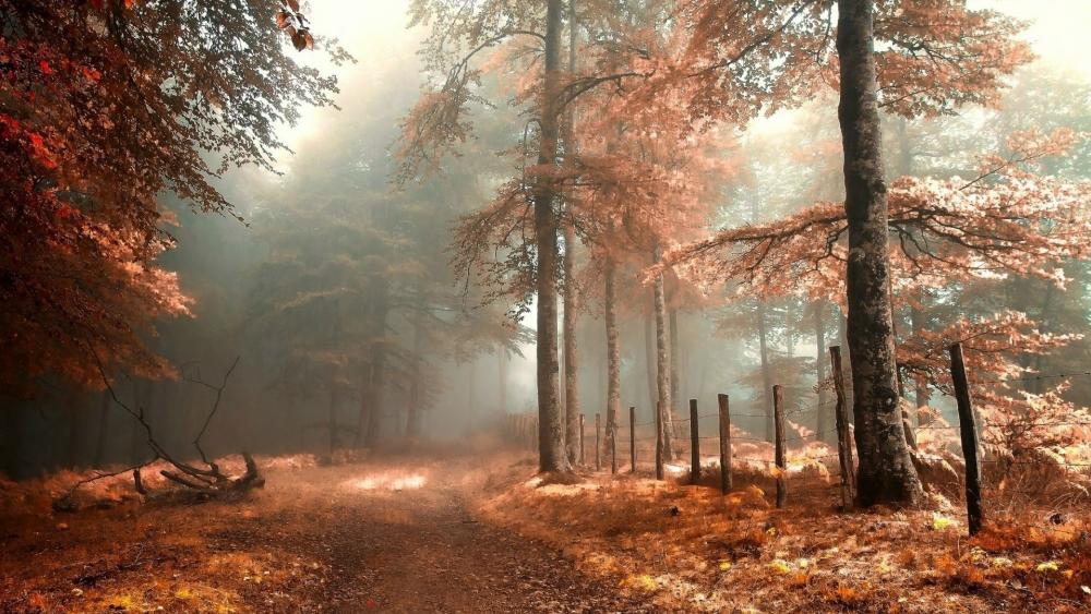 Misty Autumn Morning on a Forest Trail wallpaper