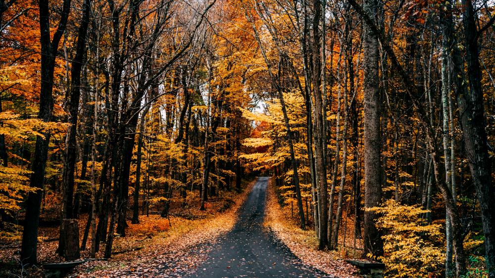 Golden Autumn Trail Through the Forest wallpaper