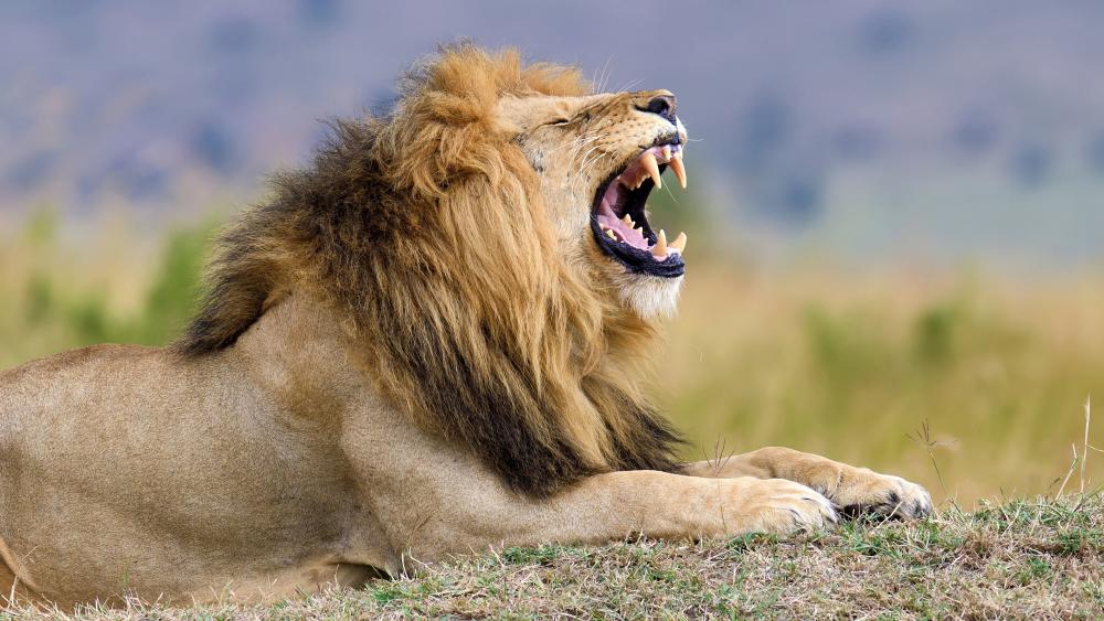 Majestic Lion Roars in the Wild wallpaper