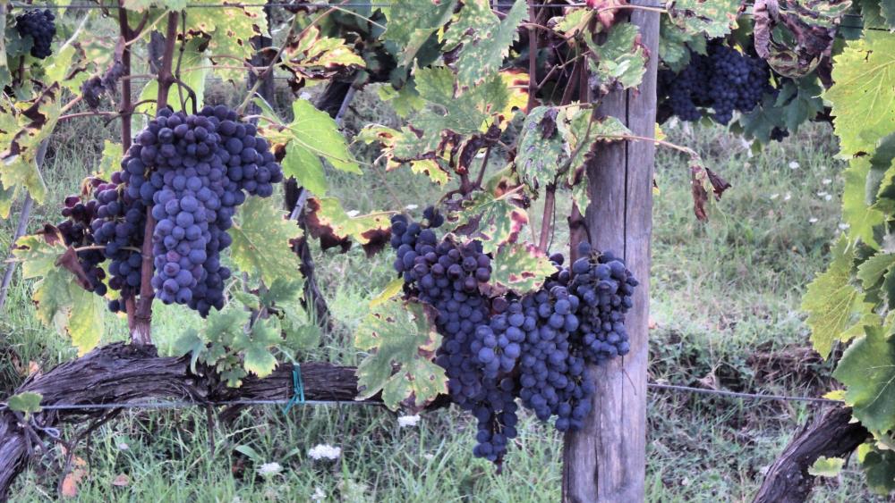 Italian vineyard wallpaper