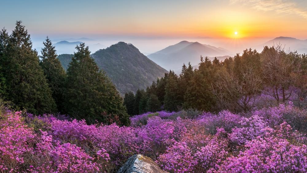 Mountain Sunrise Over Pink Blossoms wallpaper