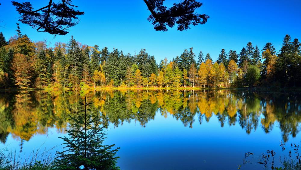 Tranquil Forest Reflections in 4K wallpaper