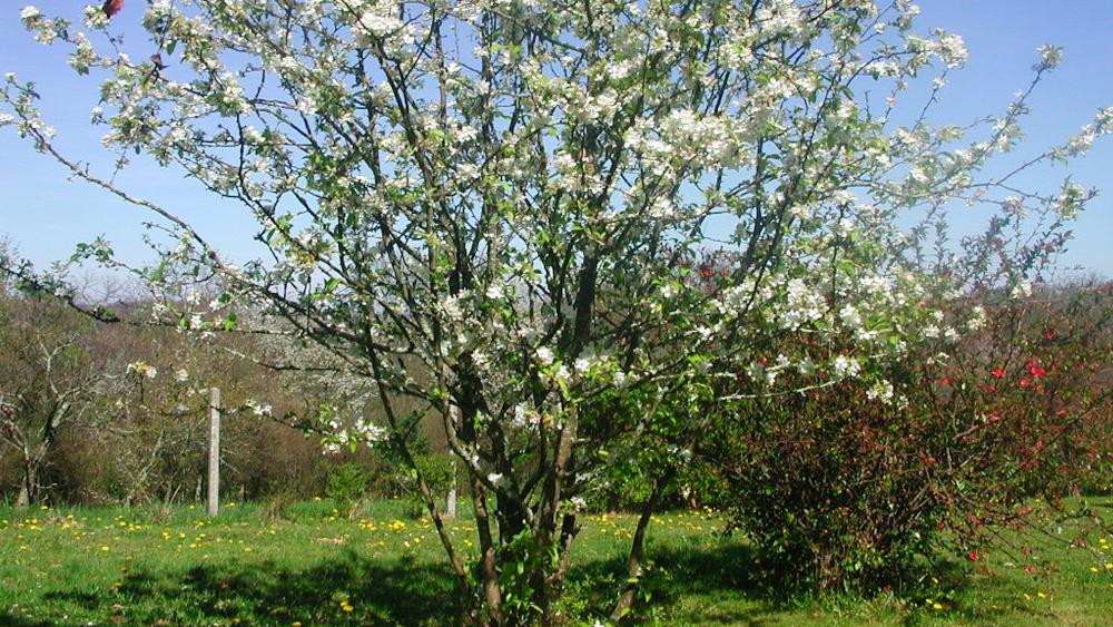 Tree in bloom wallpaper