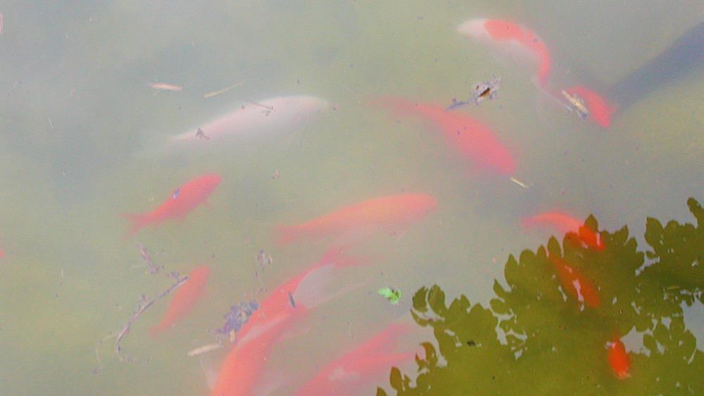 Red lake fish wallpaper