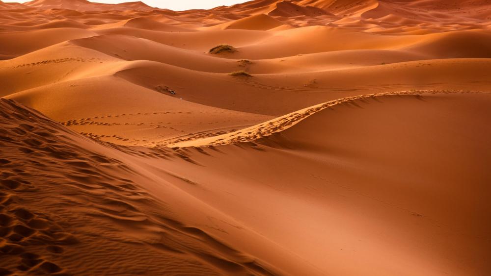 Sahara Dunes at Golden Hour wallpaper