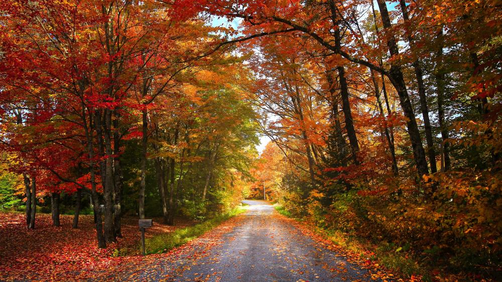 Autumn Road Amidst Vibrant Foliage wallpaper