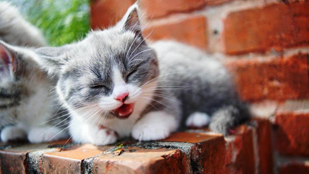Kitten's Leisure on a Brick Wall wallpaper