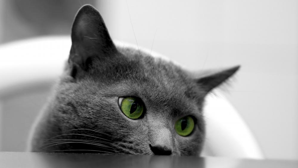 British shorthair cat with green eyes wallpaper