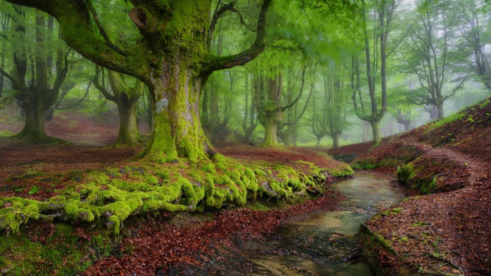 Whispering Green Forest Sanctuary wallpaper