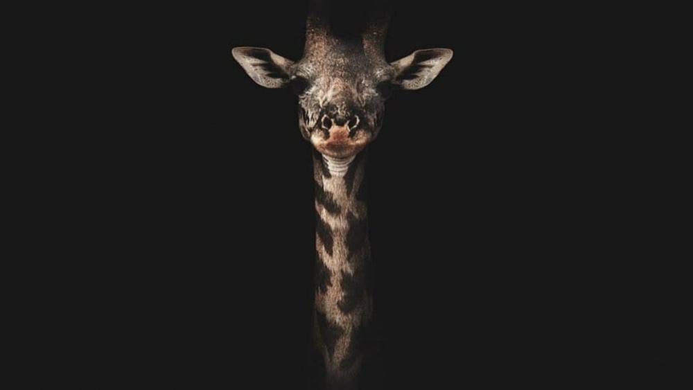 giraffe portrait wallpaper