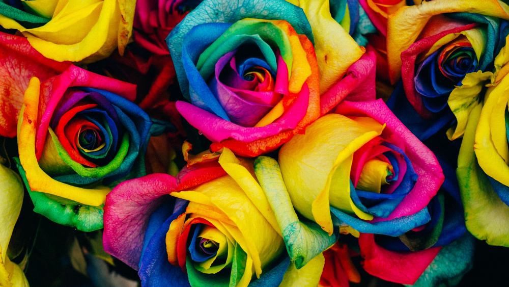 Vivid Rainbow Roses Extravaganza wallpaper