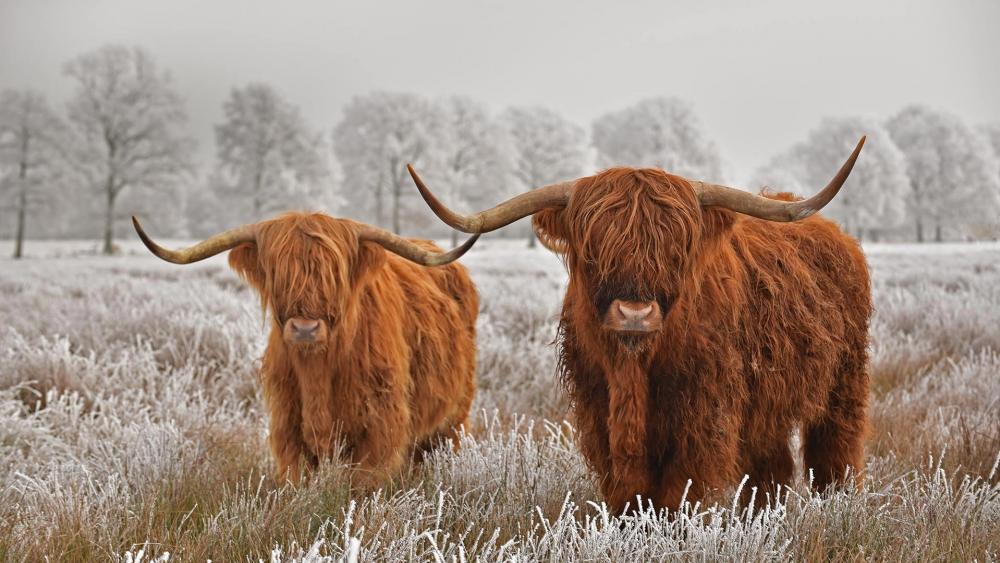 Hairy Scottish Highland Cows wallpaper