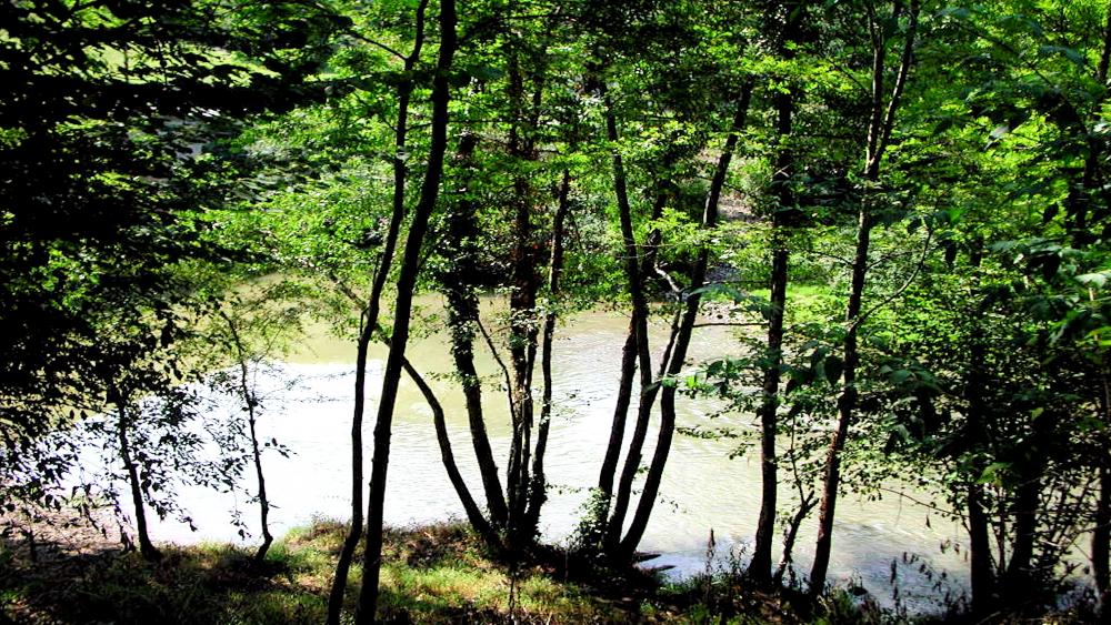River in the forest wallpaper