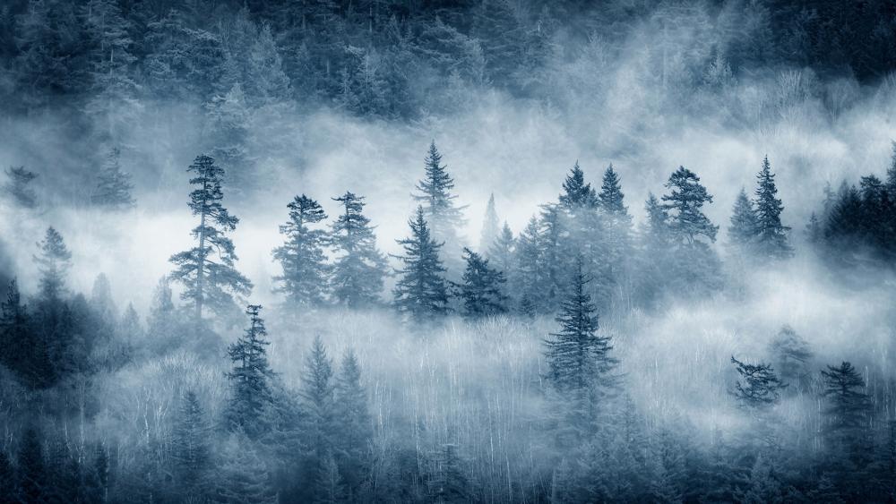 Misty Forest Winterscape wallpaper