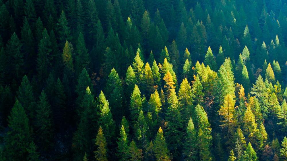 Evergreen Forest from Above wallpaper