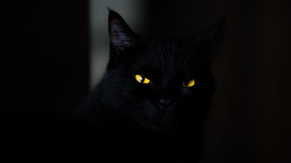 Mysterious Black Cat with Gleaming Yellow Eyes wallpaper