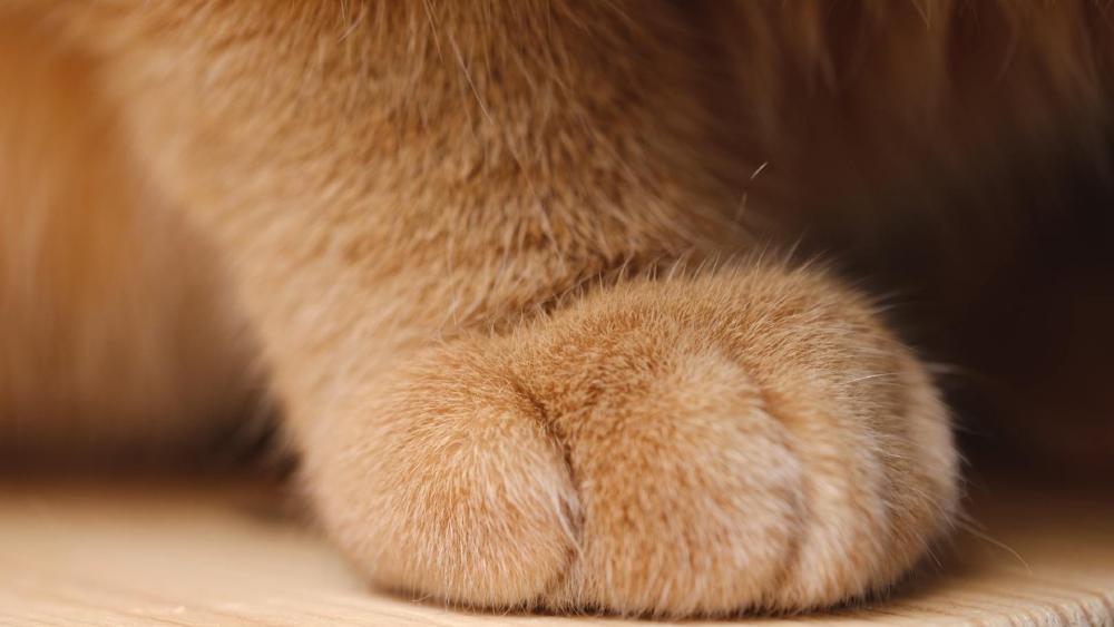 Cat paw wallpaper