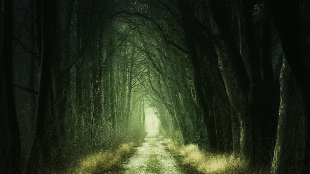 Mystical Forest Pathway Shrouded in Darkness wallpaper