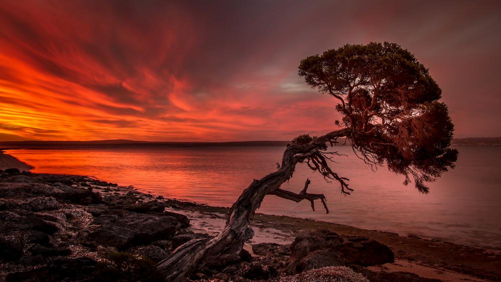 Solitary Tree Against a Fiery Sunset Sky wallpaper