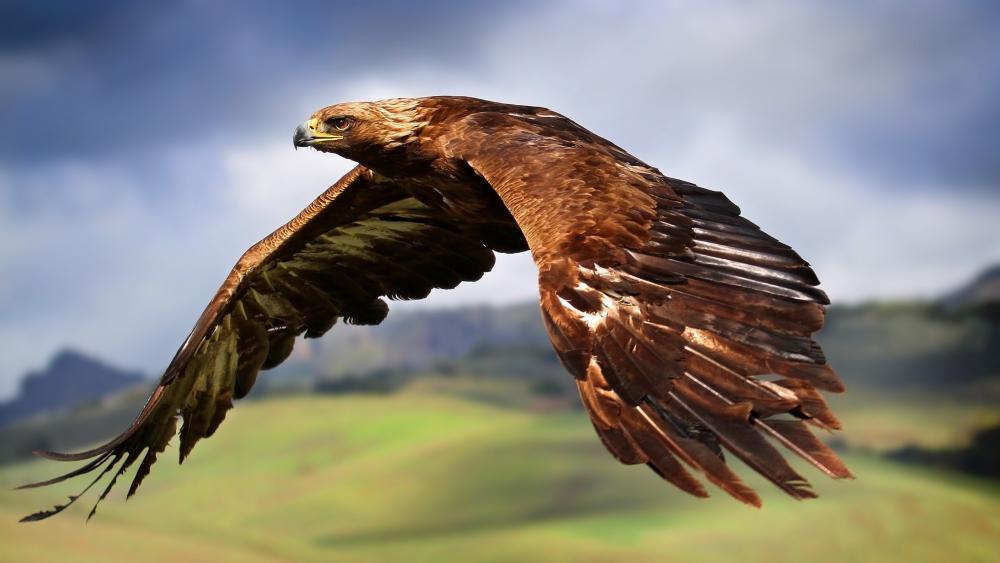 Majestic Eagle Soaring Through The Skies wallpaper
