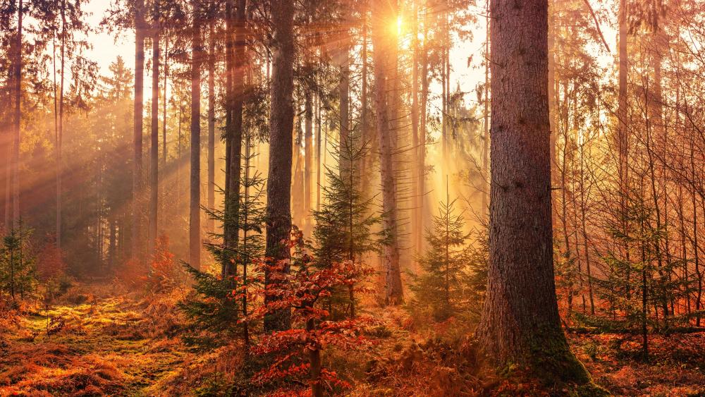 Autumn Forest Sunlight Serenade wallpaper