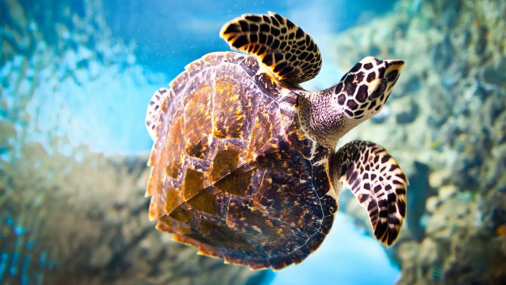 Majestic Sea Turtle in Sunlit Waters wallpaper