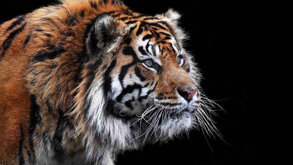 Majestic Profile of a Siberian Tiger wallpaper