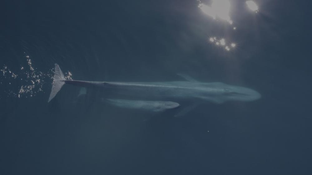 Whale wallpaper