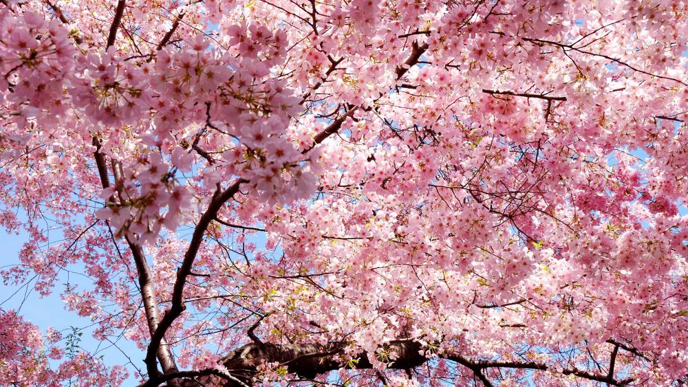Pink Sakura Blossom wallpaper