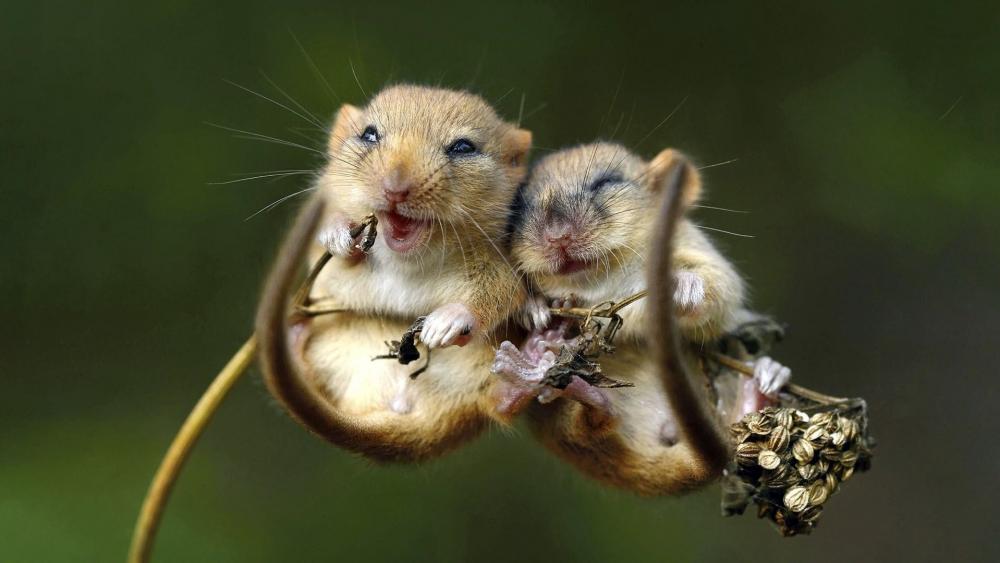 Cute fluffy rodents wallpaper