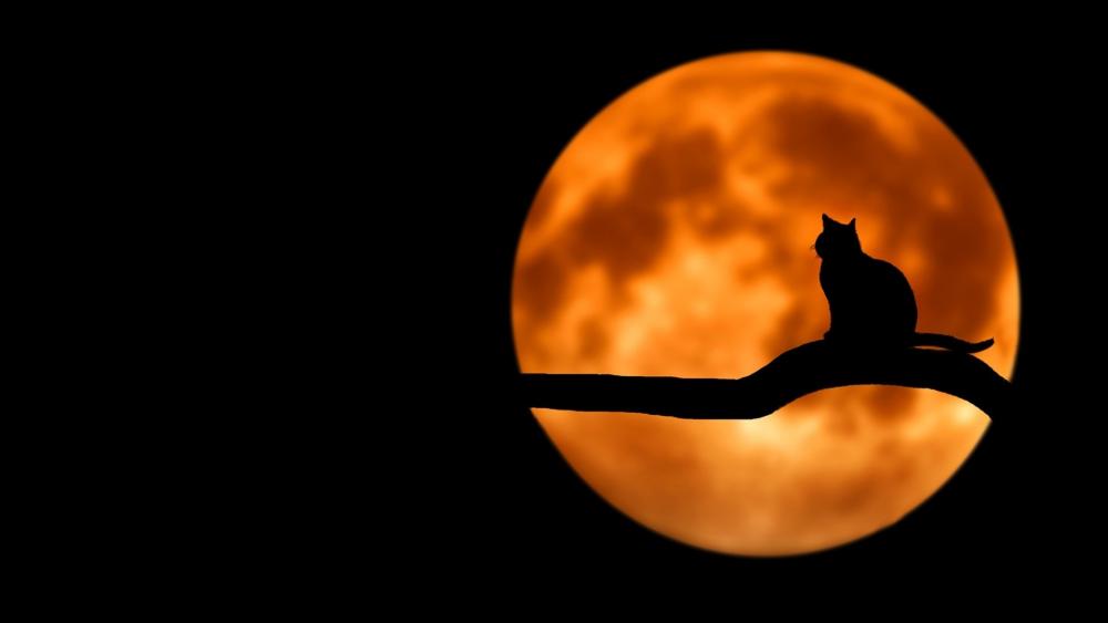 Cat at full moon wallpaper