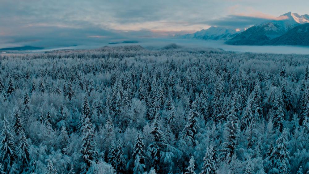 Winter Forest in the Blue Hour wallpaper