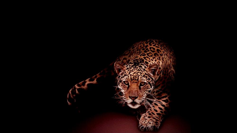 Red Jaguar dark bg wallpaper
