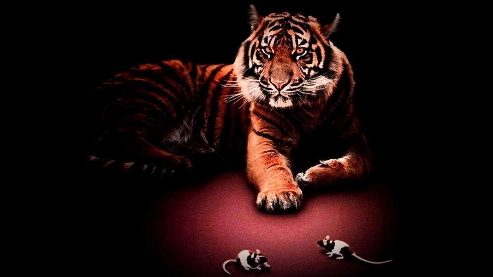 Tiger in the dark wallpaper