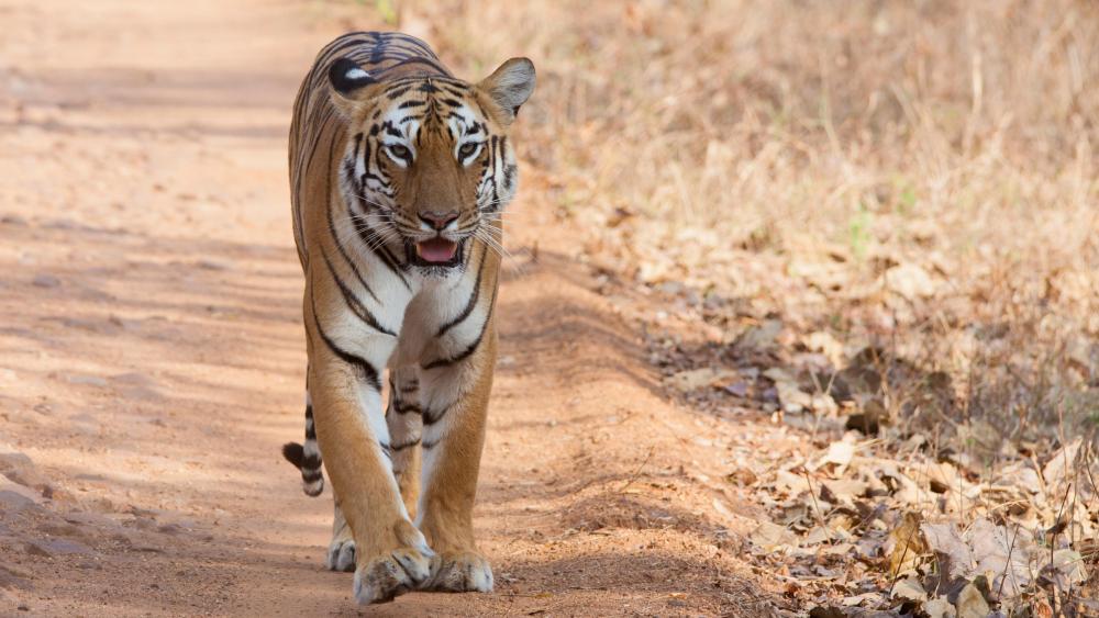 Bengal Tigress at Tadoba Andhari National Park wallpaper
